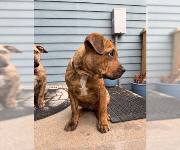 Medium Photo #2 Mutt Puppy For Sale in Fort Collins, CO, USA