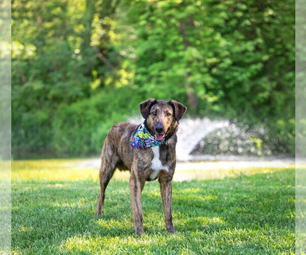 Medium Photo #3 Mutt Puppy For Sale in Unionville, PA, USA