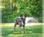 Small #2 Mutt