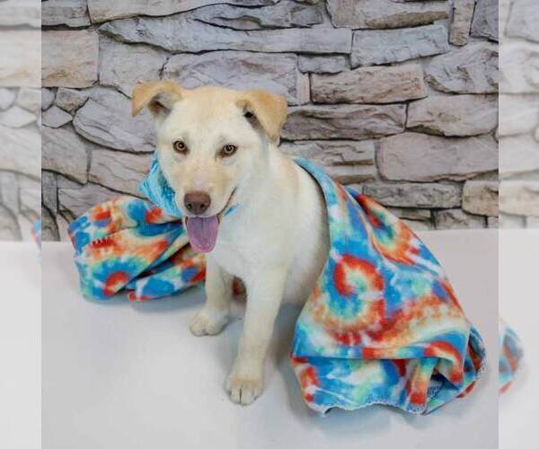 Medium Photo #3 Siberian Husky-Unknown Mix Puppy For Sale in Kennesaw, GA, USA