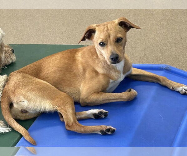 Medium Photo #3 Italian Greyhound-Unknown Mix Puppy For Sale in Des Moines, IA, USA