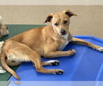 Small #2 Italian Greyhound Mix