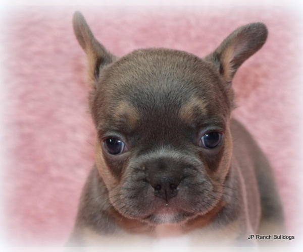 Medium Photo #22 French Bulldog Puppy For Sale in WINNSBORO, TX, USA