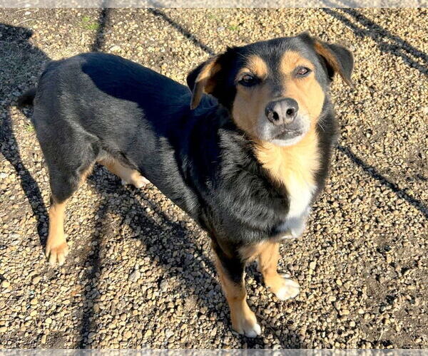 Medium Photo #7 English Shepherd-Unknown Mix Puppy For Sale in Anniston, AL, USA