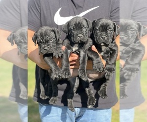 Cane Corso Litter for sale in BAKERSFIELD, CA, USA