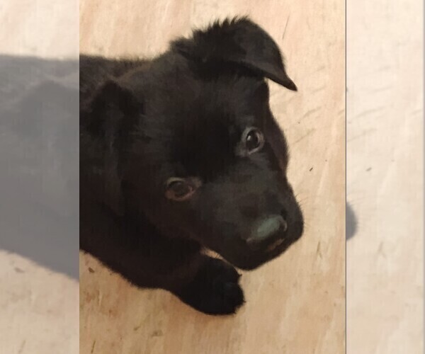 Medium Photo #6 German Shepherd Dog Puppy For Sale in GALION, OH, USA