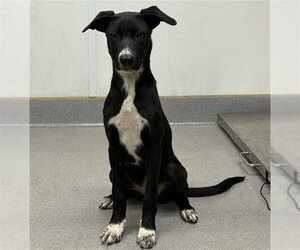 Labrador Retriever-Unknown Mix Dogs for adoption in Rancho Cucamonga, CA, USA