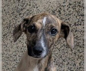 Plott Hound-Unknown Mix Dogs for adoption in Canton, CT, USA