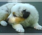 Small Photo #4 Australian Shepherd Puppy For Sale in WILSON, NY, USA