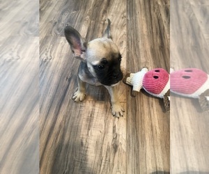 French Bulldog Puppy for sale in ATLANTA, GA, USA
