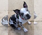 Small #2 American Pit Bull Terrier-American Staffordshire Terrier Mix