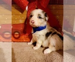 Small Photo #2 Australian Shepherd Puppy For Sale in JEFFERSON CITY, MO, USA