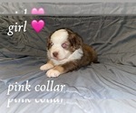Puppy Pink Collar Miniature Australian Shepherd