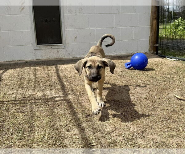 Medium Photo #17 Anatolian Shepherd-Rhodesian Ridgeback Mix Puppy For Sale in Higley, AZ, USA