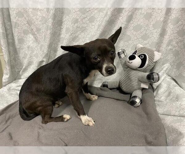 Medium Photo #1 Chihuahua Puppy For Sale in Modesto, CA, USA