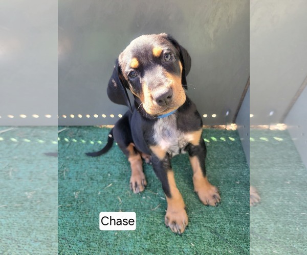 Medium Photo #1 Bluetick Coonhound-Doberman Pinscher Mix Puppy For Sale in Minneaoplis, MN, USA