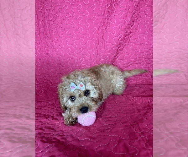 Medium Photo #3 Cavapoo mix (+ Poodle Miniature) Puppy For Sale in GREENFIELD, IN, USA