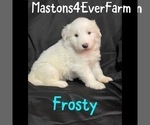 Puppy Puppy 7 Great Pyrenees