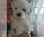 Small Photo #6 Maltipoo Puppy For Sale in SOUTHWICK, MA, USA
