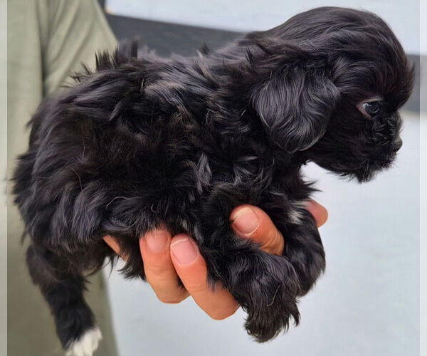 Medium Photo #6 ShihPoo Puppy For Sale in LA PLATA, NM, USA