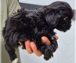 Small #5 ShihPoo
