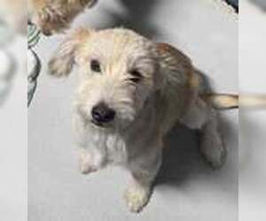 Mutt Dogs for adoption in Croydon, NH, USA