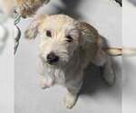 Sadie - Female Mutt Dog for Adoption - Small photo