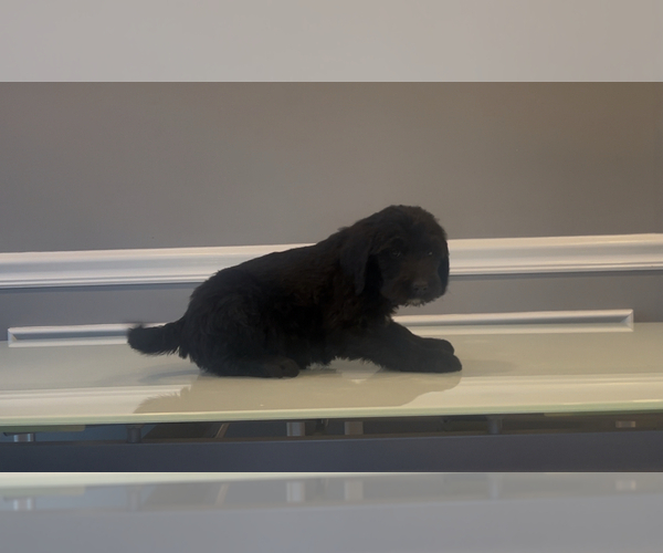 Medium Photo #71 Bernedoodle-Labradoodle Mix Puppy For Sale in MILFORD, NJ, USA