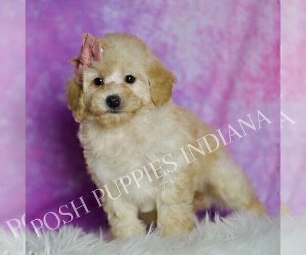 Medium Photo #63 Poodle (Miniature) Puppy For Sale in WARSAW, IN, USA