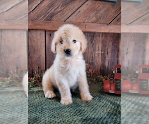 Goldendoodle (Miniature) Puppy for sale in SALEM, MO, USA