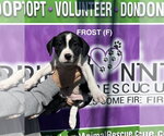 Small #5 Boxer Mix