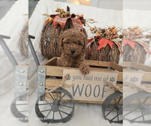 Poodle (Toy) Puppy for Sale in YUCAIPA, California USA