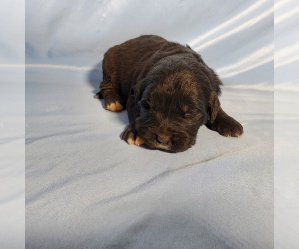 Medium Photo #5 Golden Mountain Dog Puppy For Sale in BLACK FOREST, CO, USA