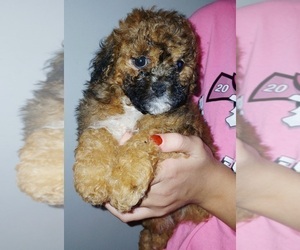 Mal-Shi Puppy for Sale in BURLINGTON, Massachusetts USA