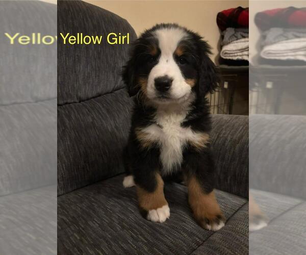 Medium Photo #6 Bernese Mountain Dog Puppy For Sale in BAYARD, NE, USA
