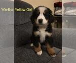 Small #5 Bernese Mountain Dog