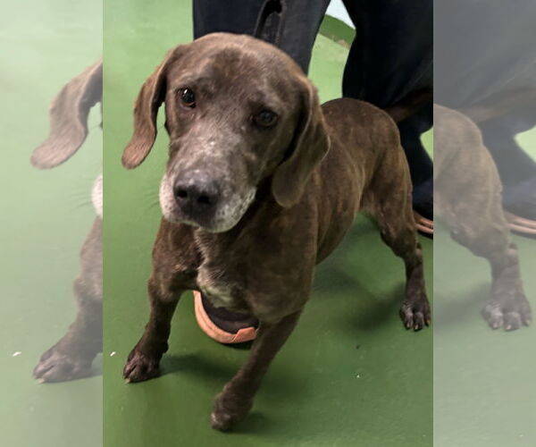 Medium Photo #8 Mutt Puppy For Sale in Rustburg, VA, USA