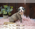 Small #1 Boston Terrier