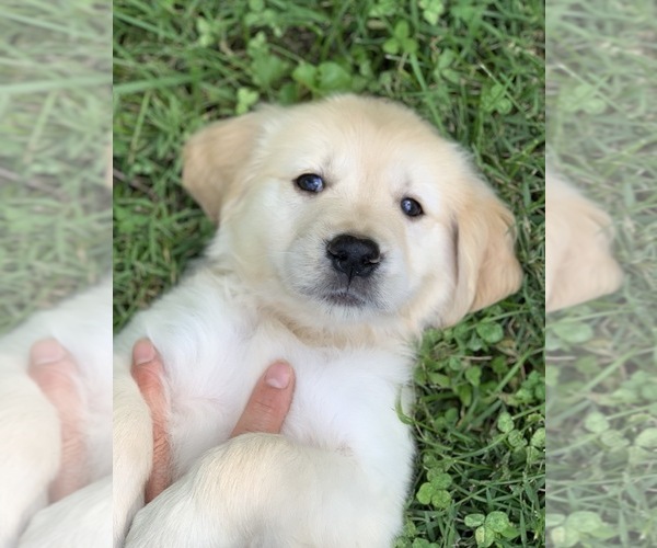 Medium Photo #4 Golden Retriever Puppy For Sale in MORGANTOWN, IN, USA