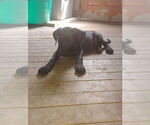 Small Great Dane