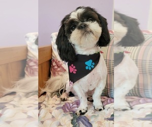 Father of the Shih Tzu puppies born on 05/14/2023