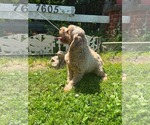 Small #1 Cocker Spaniel
