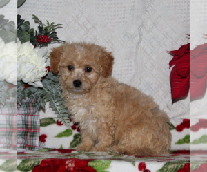 Bichpoo Puppy for sale in RISING SUN, MD, USA