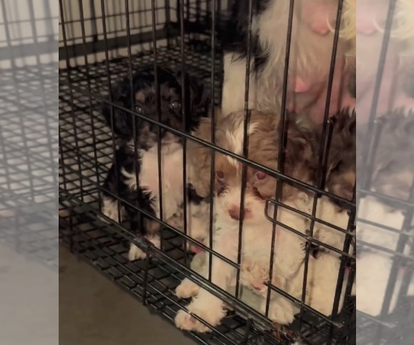 Medium Photo #1 Cavalier King Charles Spaniel Puppy For Sale in CLARKSVILLE, TN, USA