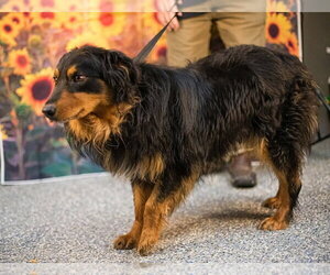 Creed - Male Australian Shepherd-Unknown Mix Dog for Adoption - Photo #2