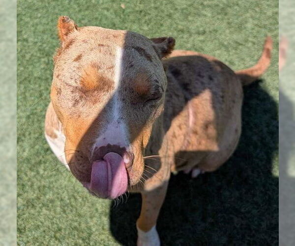 Medium Photo #2 American Pit Bull Terrier-Unknown Mix Puppy For Sale in McKinney, TX, USA