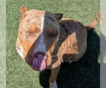 Small #1 American Pit Bull Terrier Mix