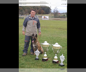 Father of the Belgian Malinois puppies born on 06/25/2020