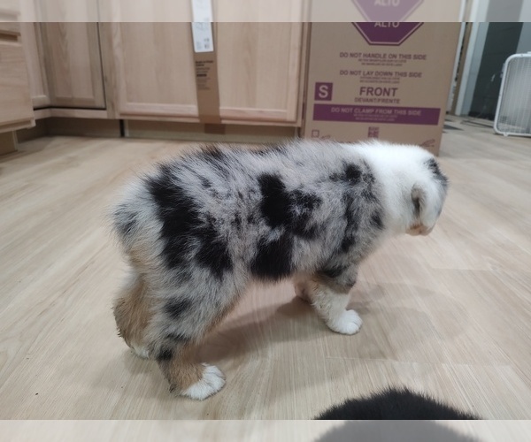 Medium Photo #25 Australian Shepherd Puppy For Sale in TUSCUMBIA, AL, USA