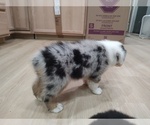 Small Photo #25 Australian Shepherd Puppy For Sale in TUSCUMBIA, AL, USA